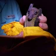 Image of lesser dawn bat