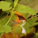 Image of Pelargonium dispar N. E. Br.