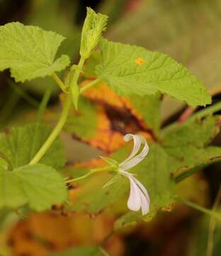 Image of Pelargonium dispar N. E. Br.