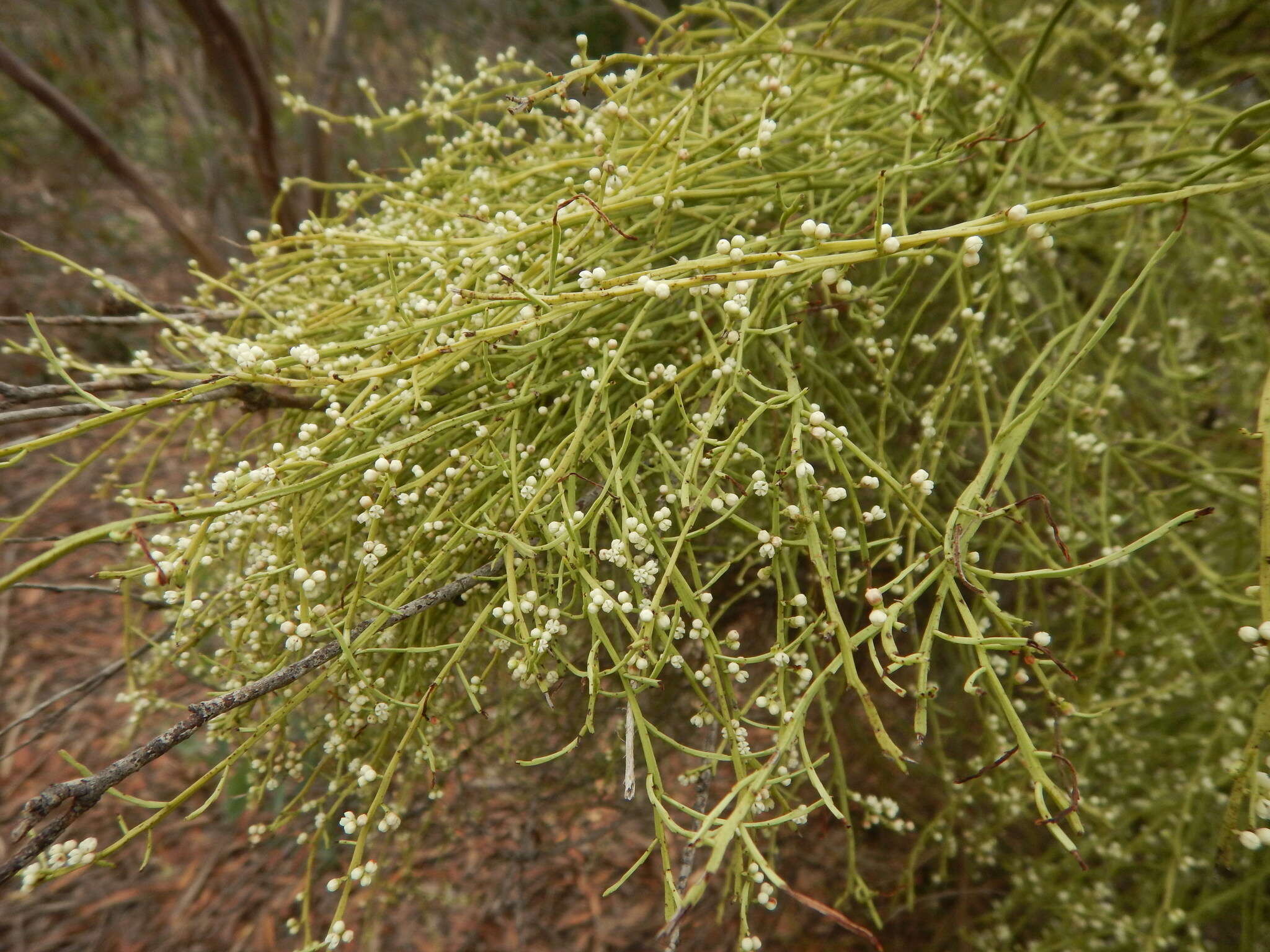 Image of Choretrum glomeratum R. Br.