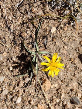 صورة Agoseris parviflora (Nutt.) D. Dietr.