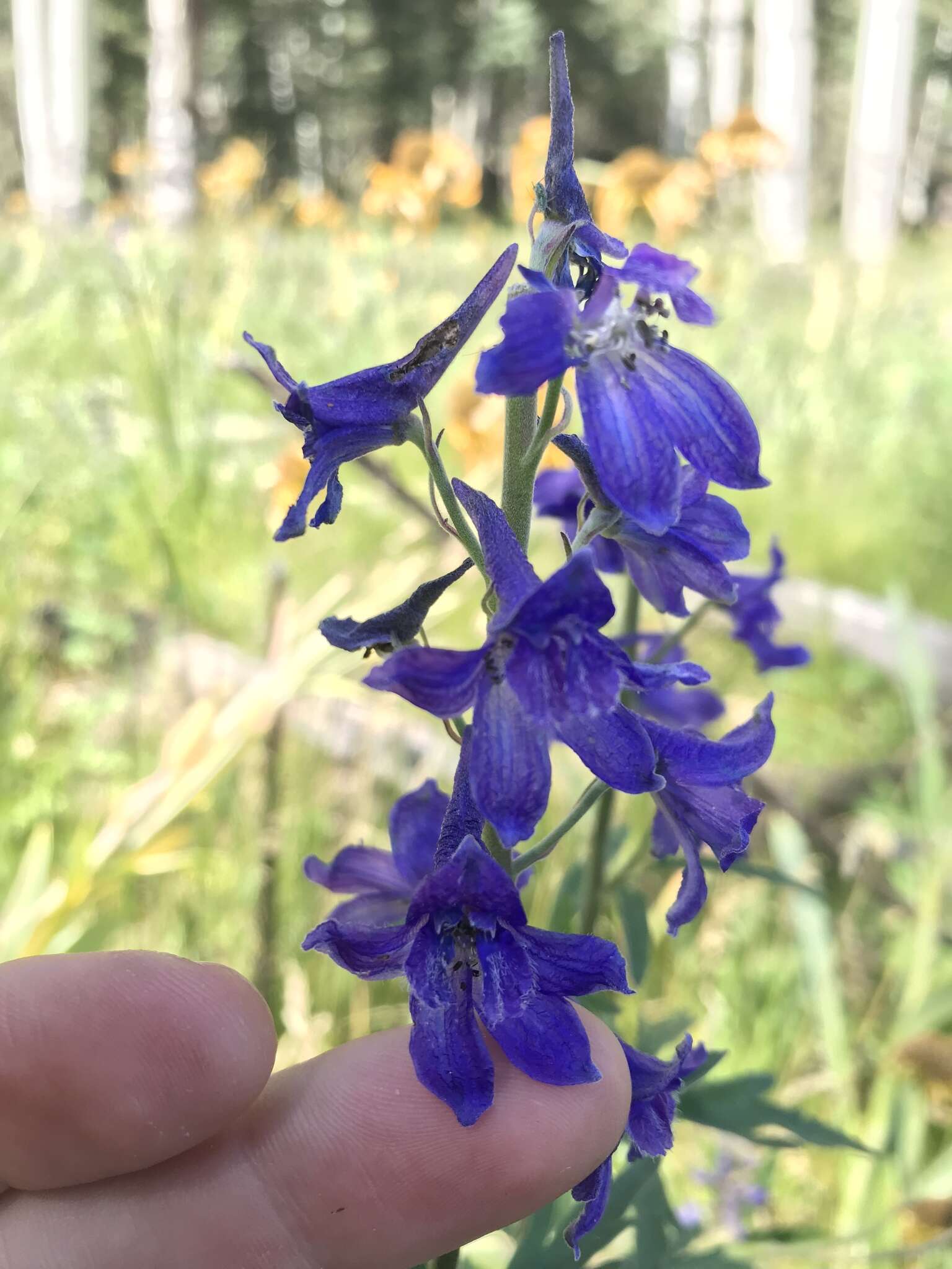 Plancia ëd Delphinium geraniifolium Rydb.