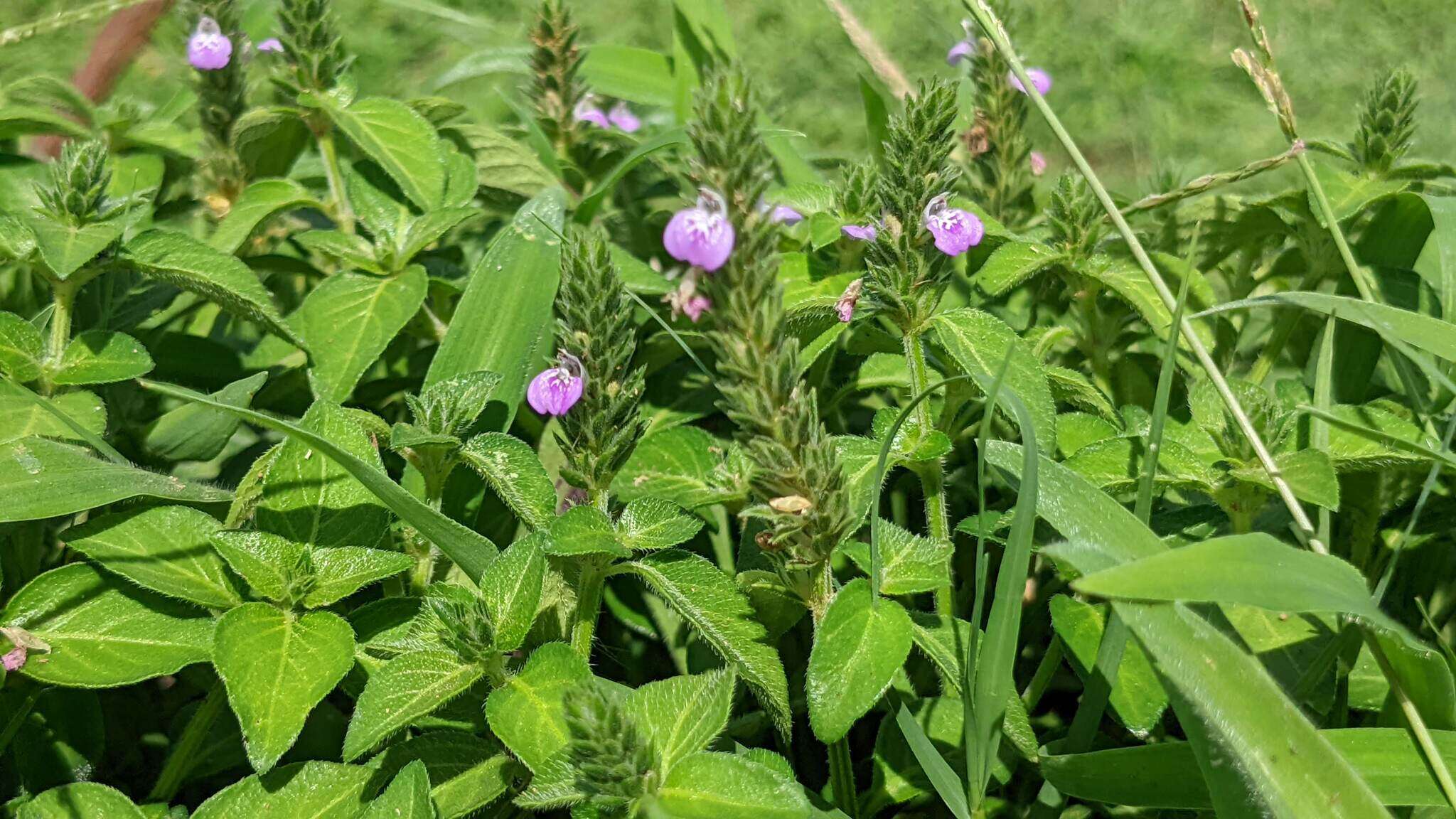 Image of Justicia procumbens var. hirsuta Yamam.