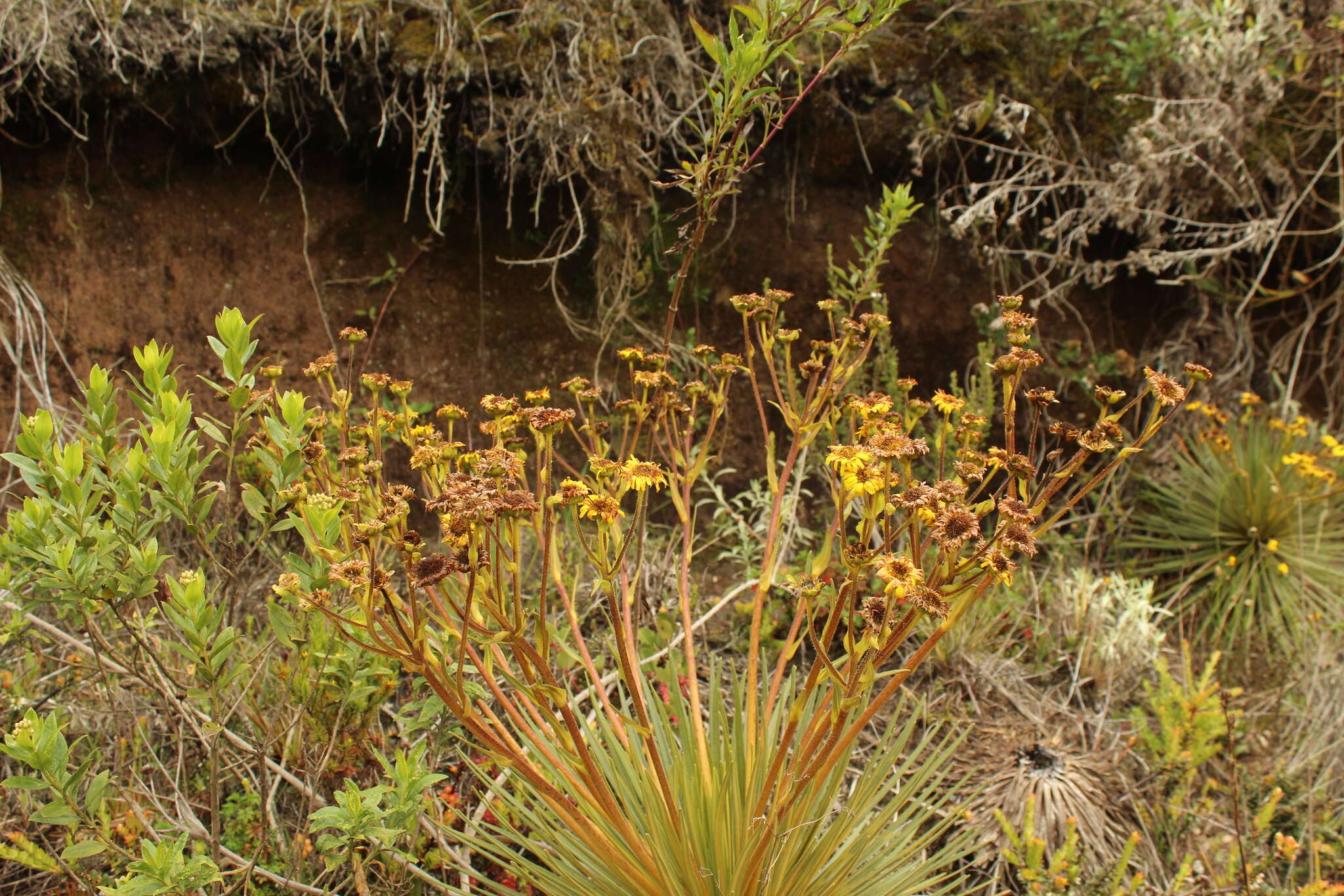 Image of Paramiflos glandulosus (Cuatrec.) Cuatrec.