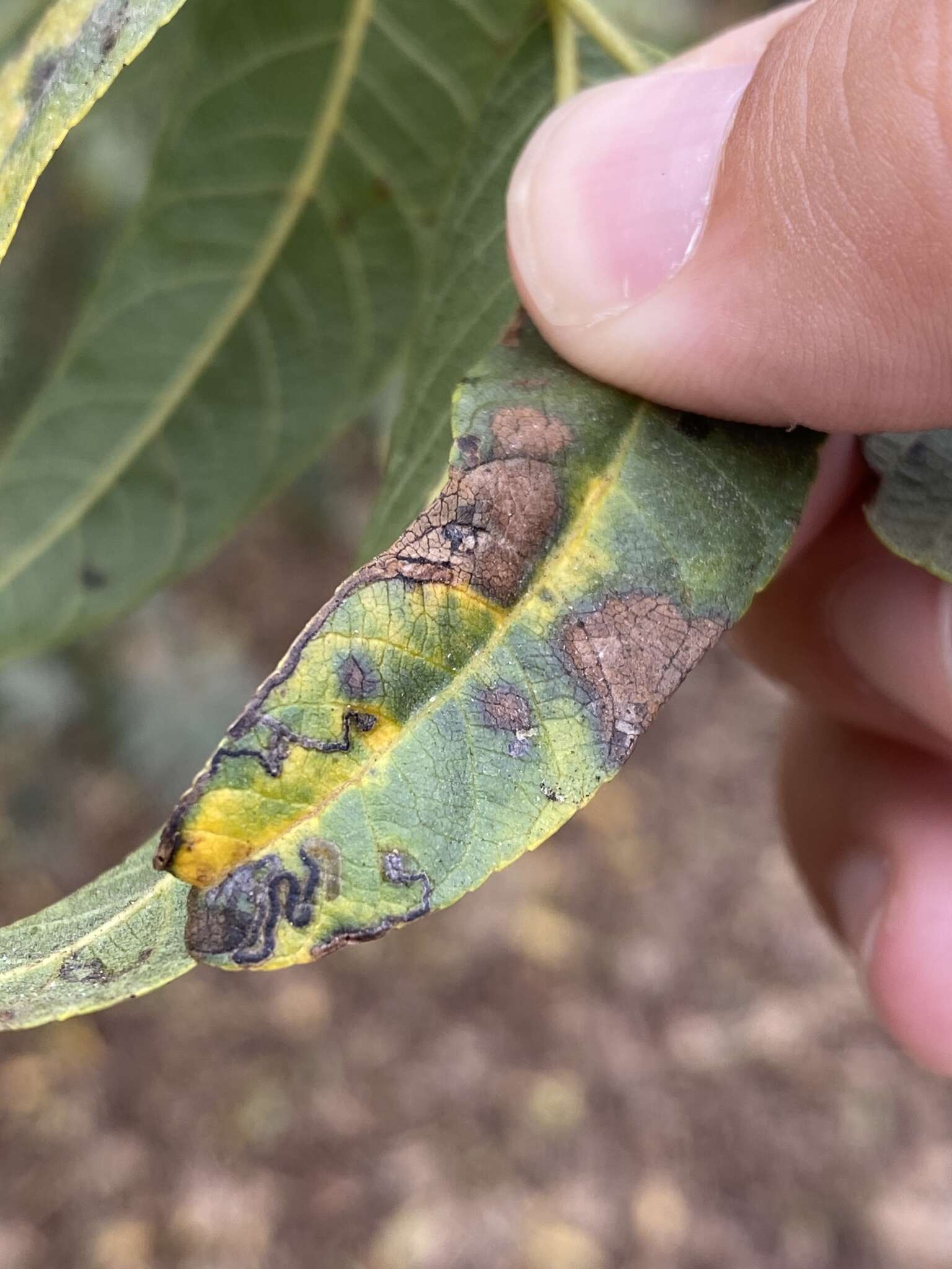 Image of Stigmella longisacca Newton & Wilkinson 1982