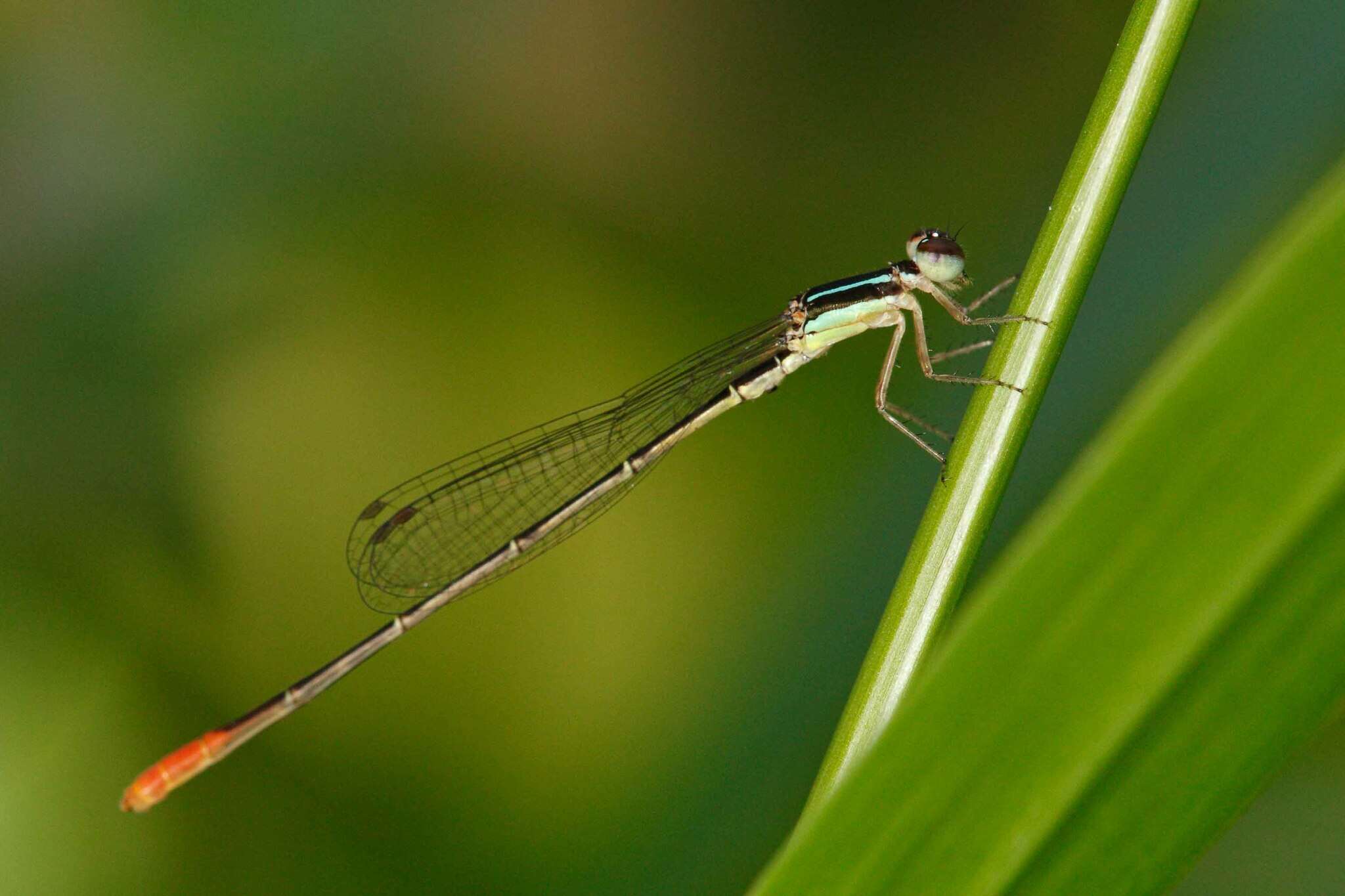 Imagem de Agriocnemis exsudans Selys 1877