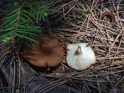 Image of Clitocybe squamulosa (Pers.) P. Kumm. 1871