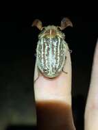 Image of Mount Hermon June beetle