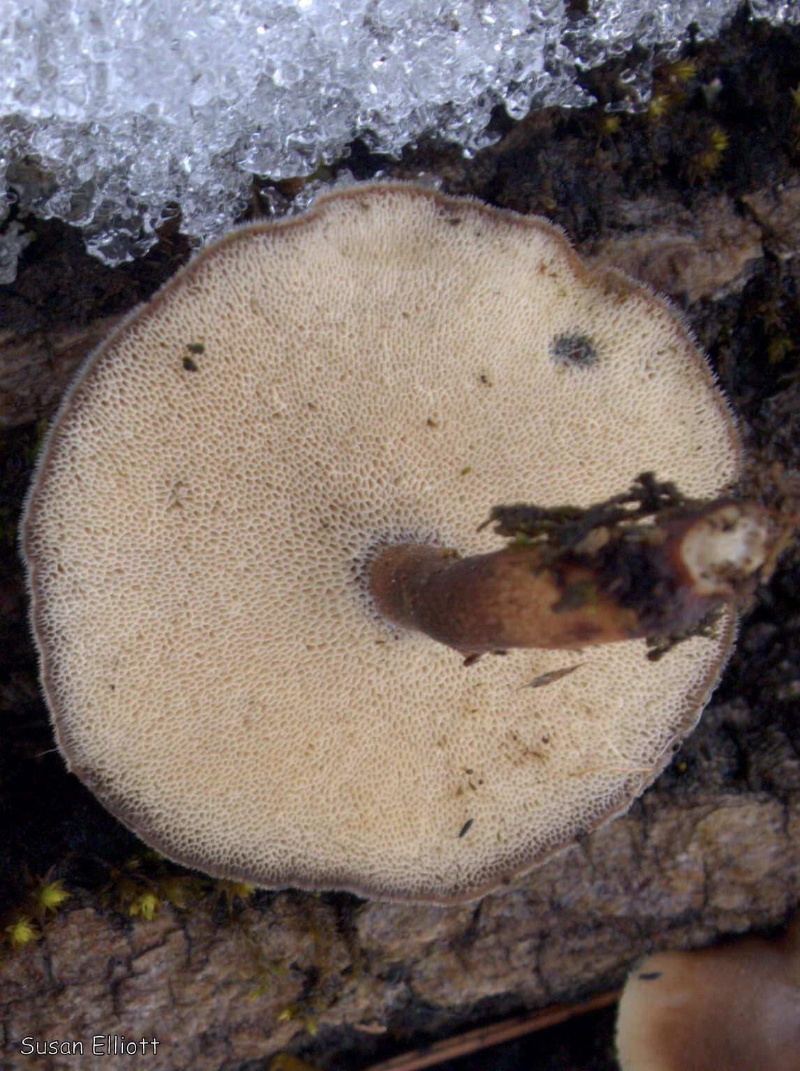 Image of Lentinus arcularius (Batsch) Zmitr. 2010