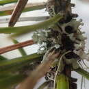 Image of Sitka shield lichen