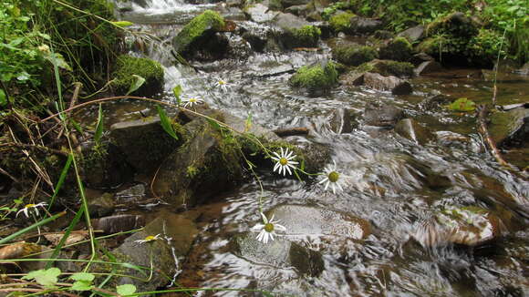 Слика од Leucanthemum rotundifolium (Willd.) DC.