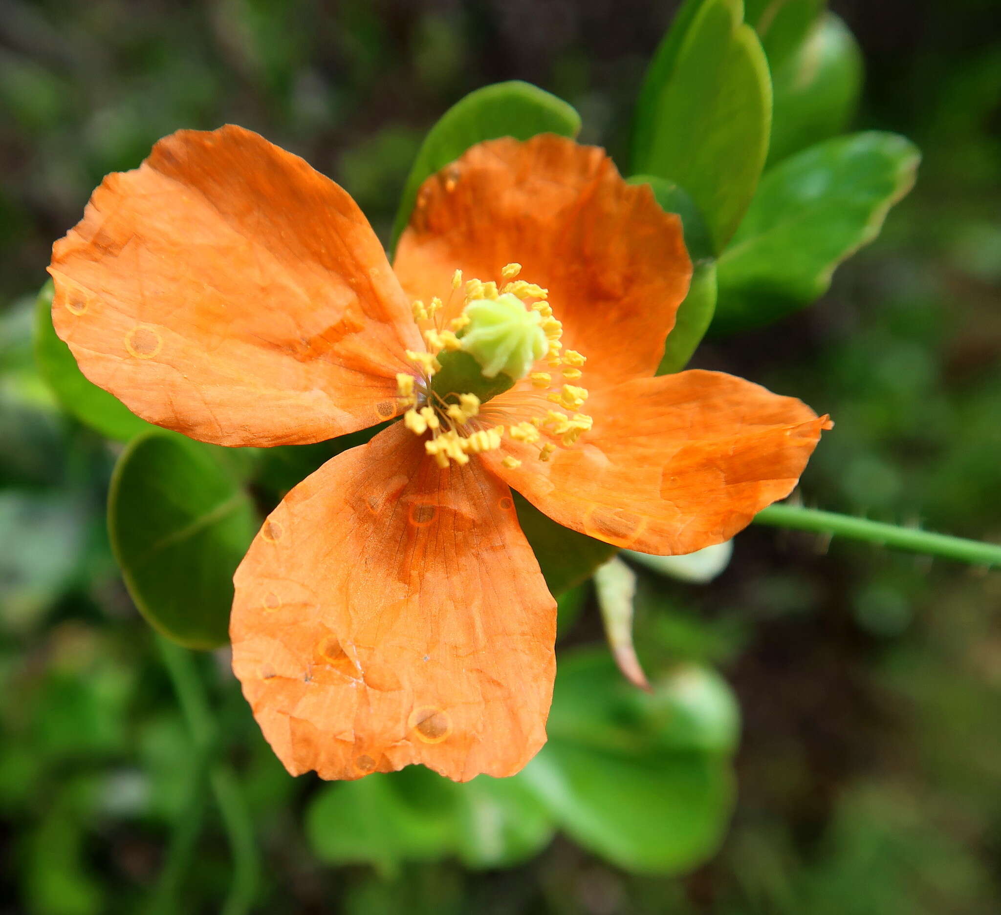 Image of Orange poppy