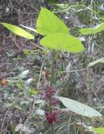 Image of Dendrocnide moroides (Wedd.) Chew