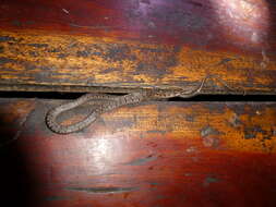 Image of (South-) Eastern Bark Snake