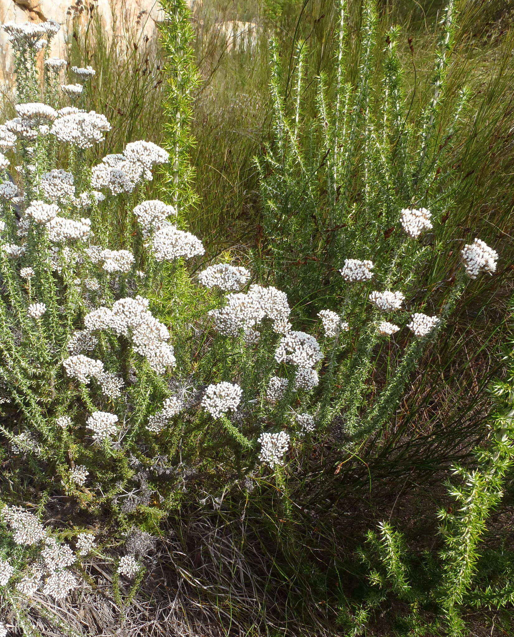 Image of Metalasia densa (Lam.) P. O. Karis