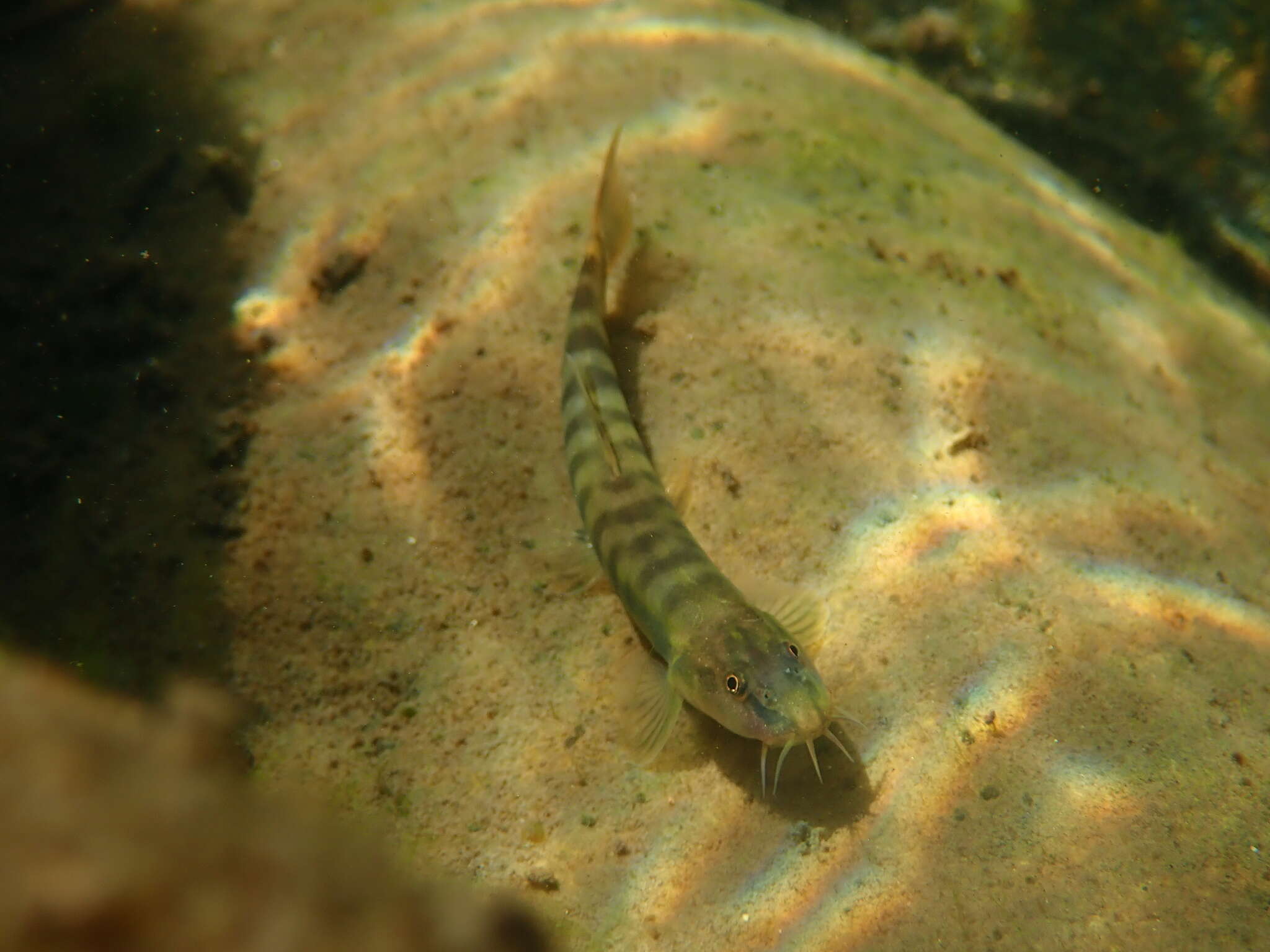 Image of Schistura fasciolata (Nichols & Pope 1927)