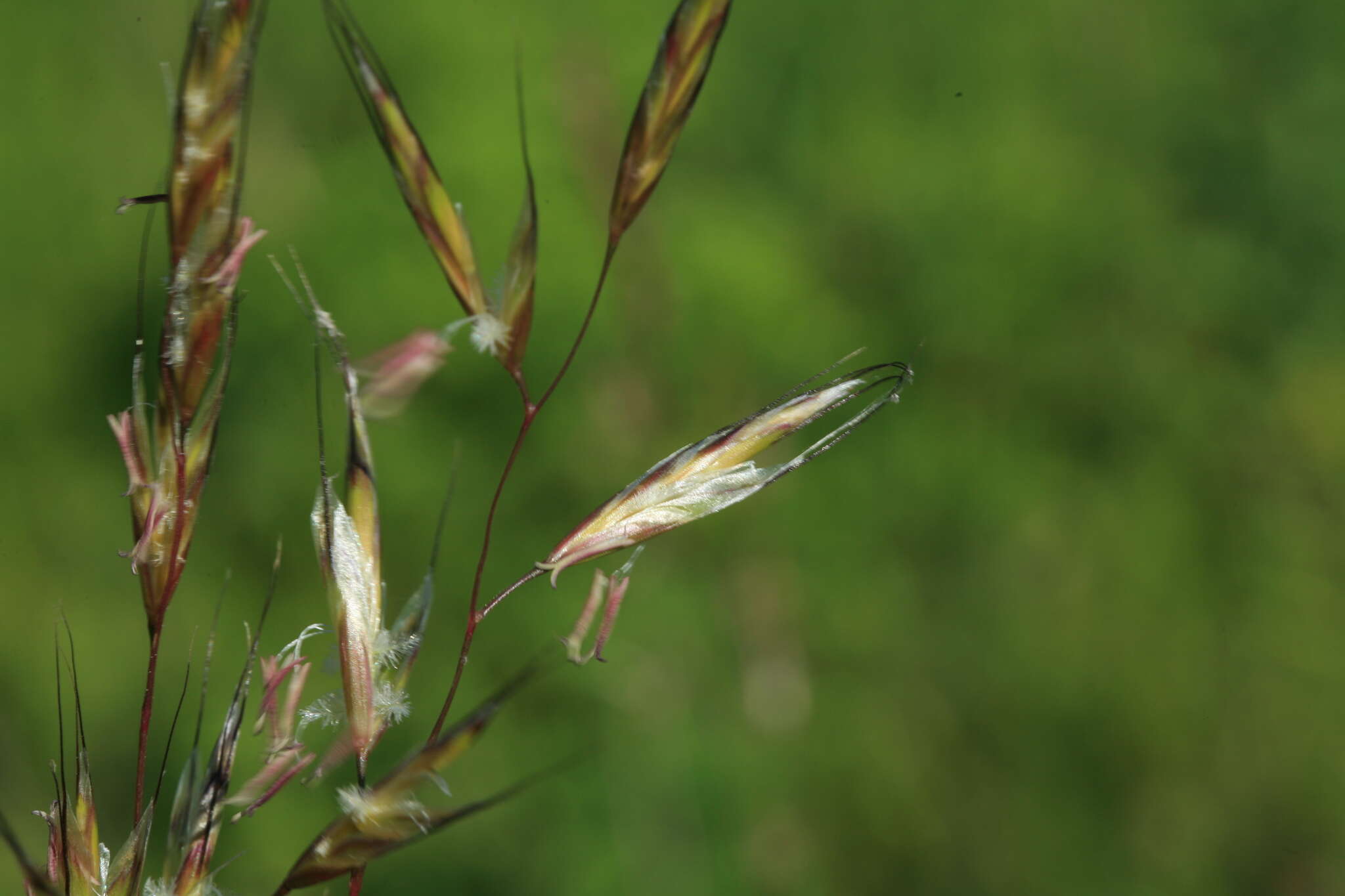 Image of Helictochloa dahurica (Kom.) Romero Zarco