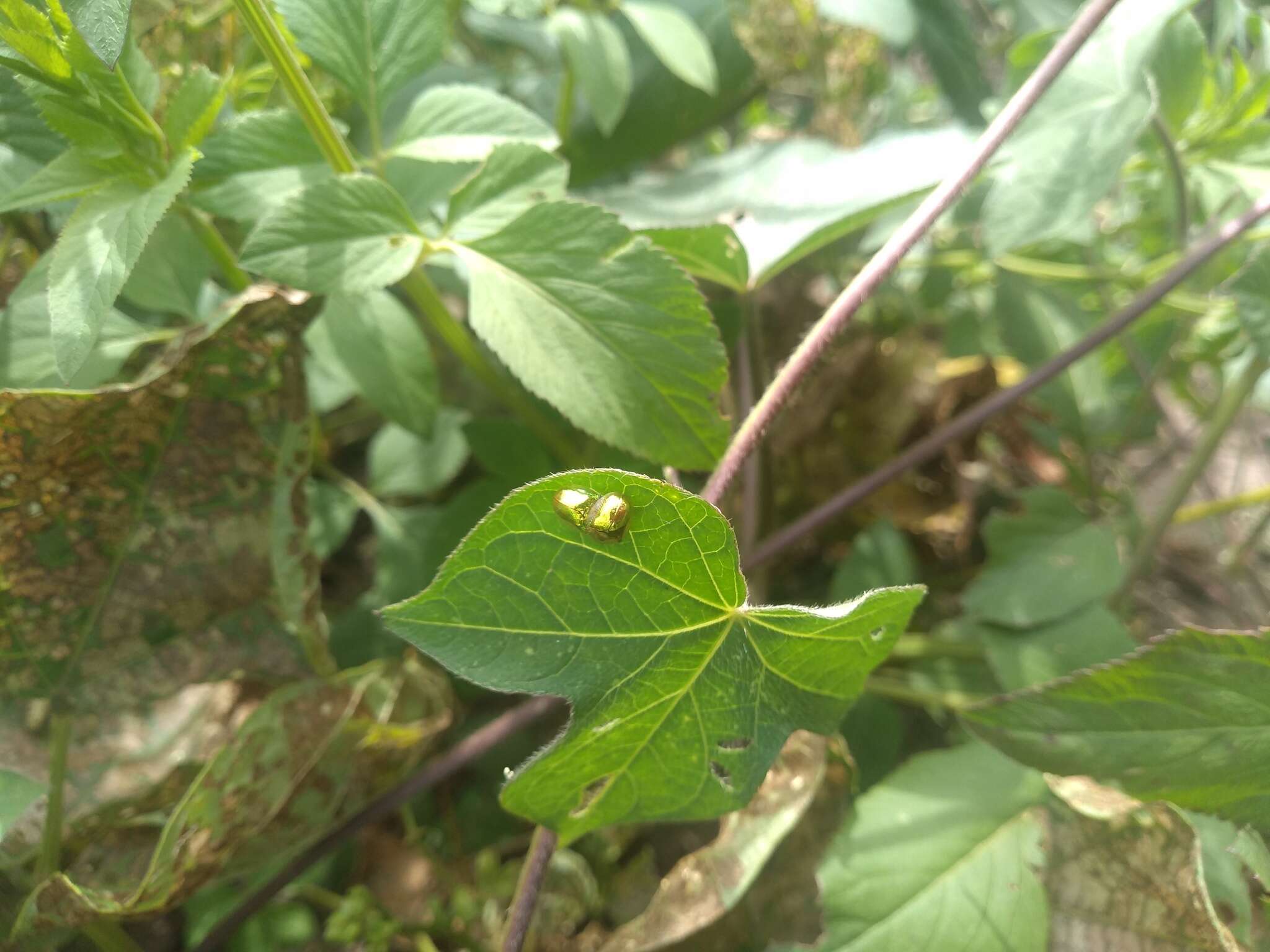 Слика од Charidotella (Charidotella) succinea (Boheman 1855)