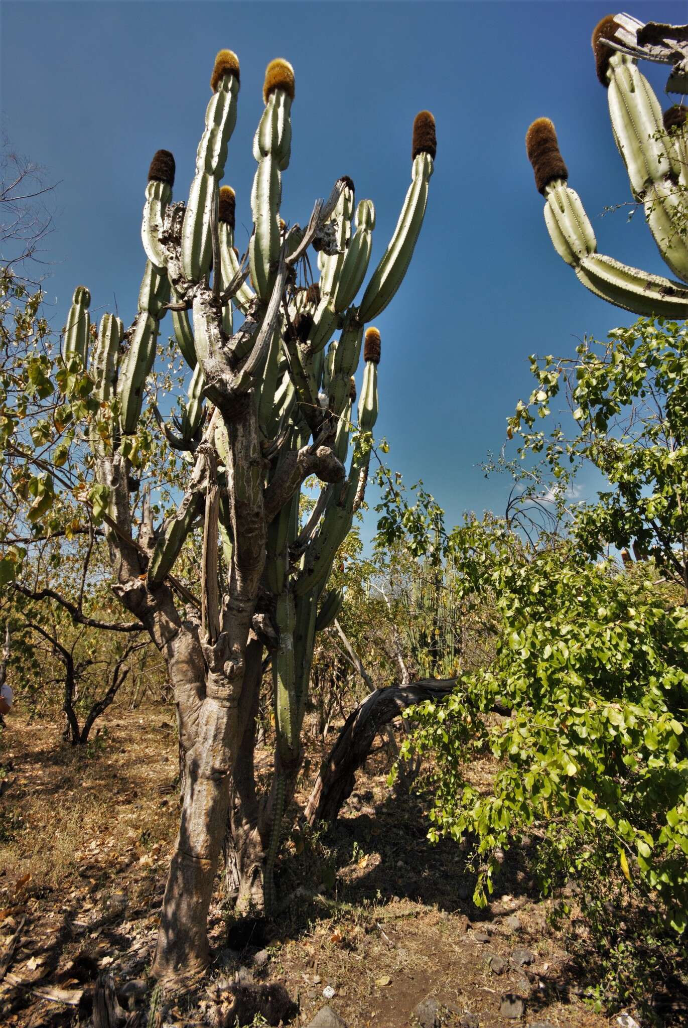 Image of Grenadier's Cap Cactus