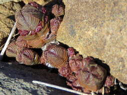 Image of Crassula pyramidalis Thunb.