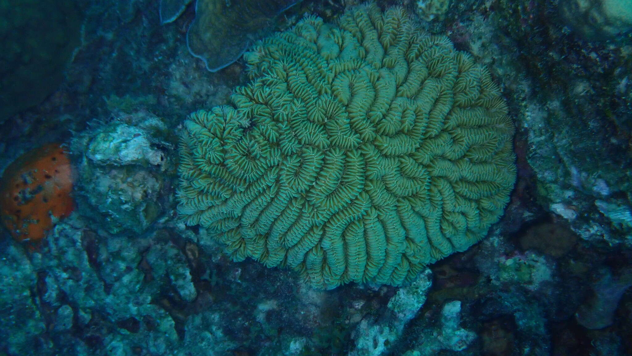 Image of Maze Coral