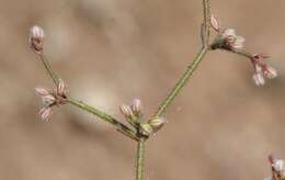 Image of unarmed buckwheat