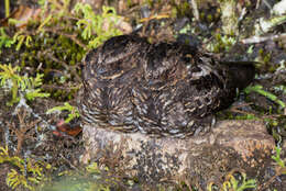 Image of Heinrich's Nightjar