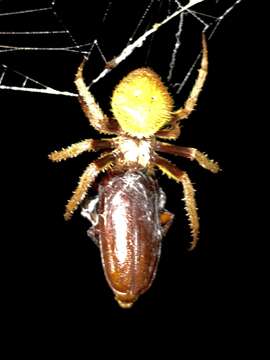 Image of Tropical Orb Weaver