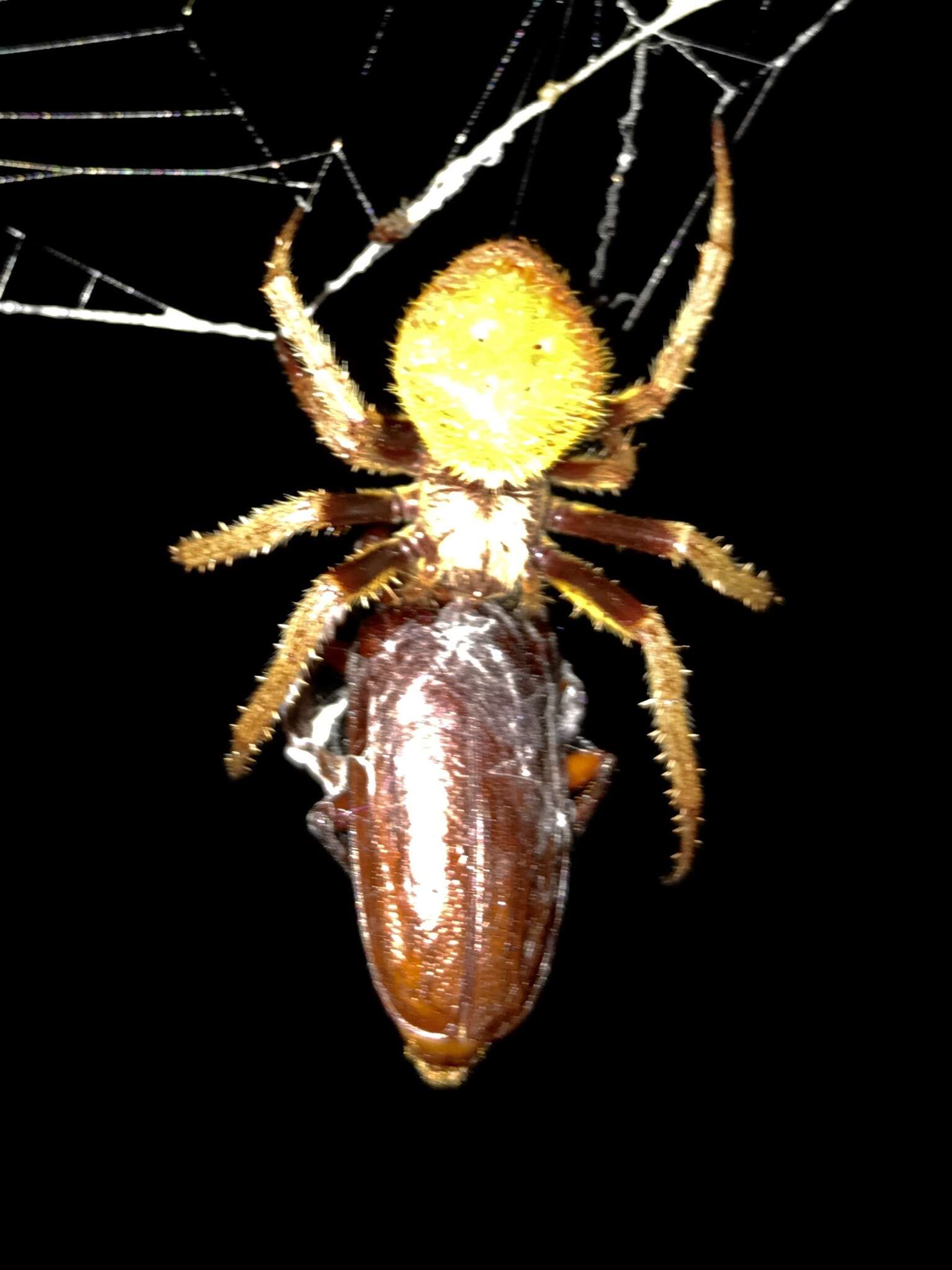 Image of Tropical Orb Weaver