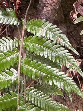 Imagem de Amauropelta glanduligera