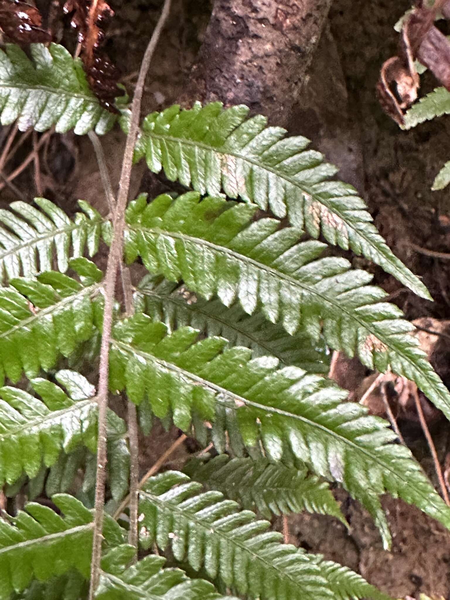 Plancia ëd Amauropelta glanduligera