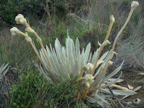 Image of Espeletia congestiflora Cuatrec.