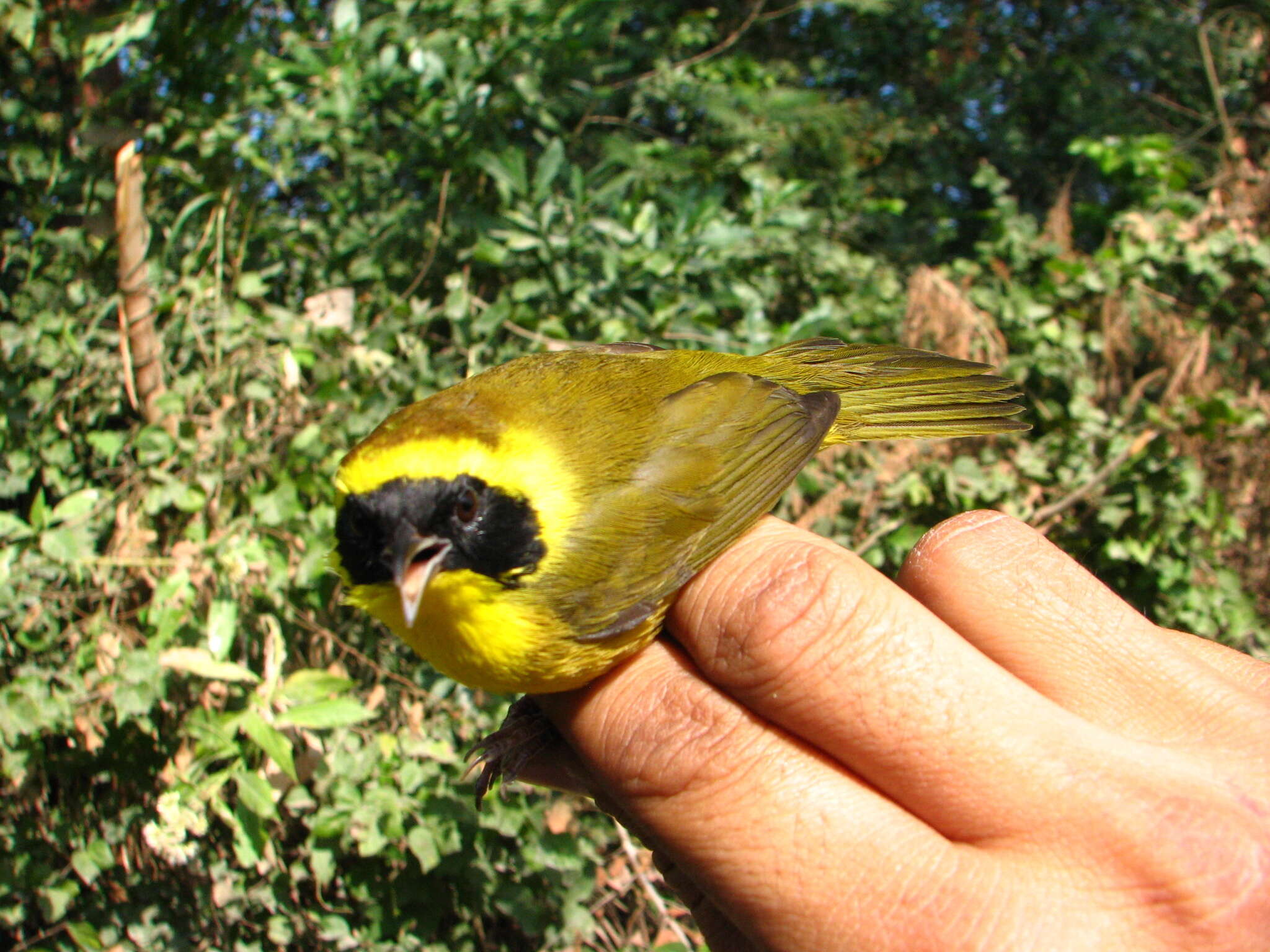 Image of Altamira Yellowthroat