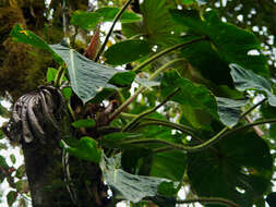 Image of Philodendron fibrosum Sodiro ex Croat