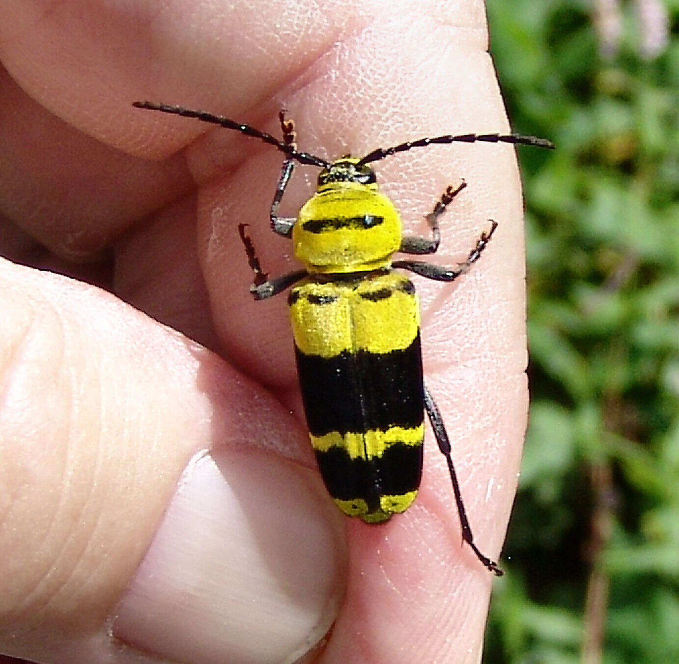 Image of Amorpha Borer