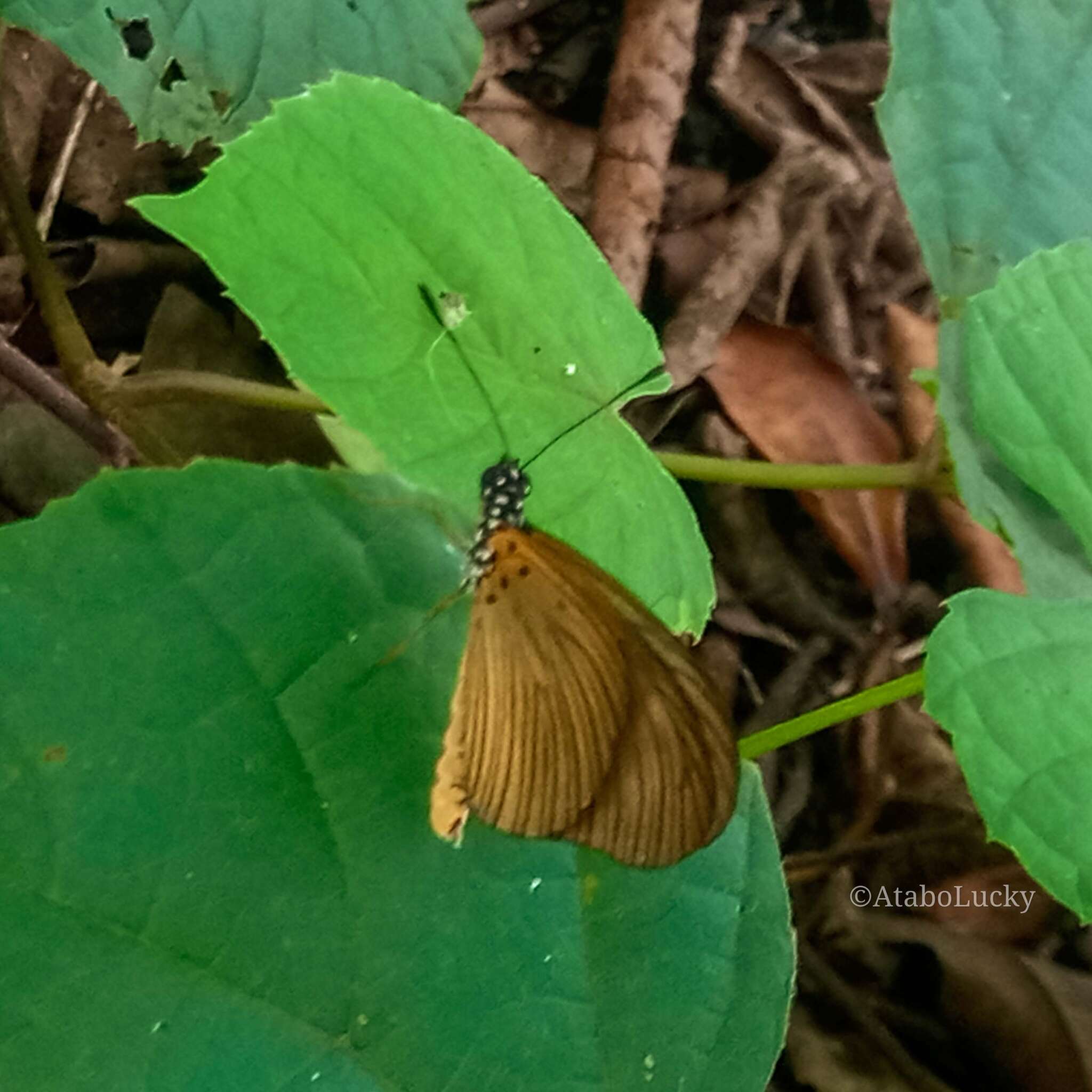 Image of Acraea lycoa Godart 1819