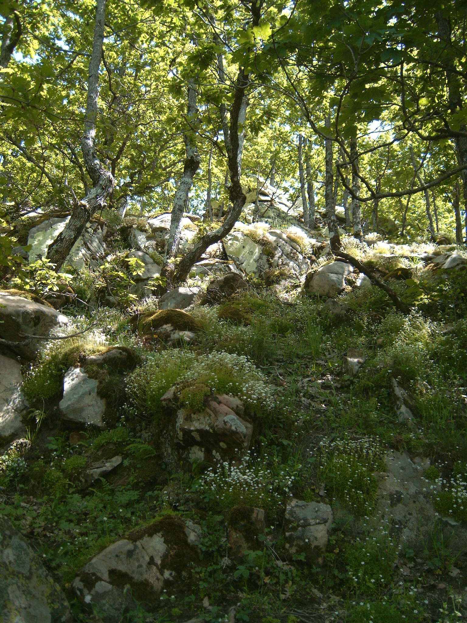 Sivun Saxifraga globulifera Desf. kuva