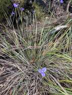 Image of Patersonia umbrosa var. umbrosa