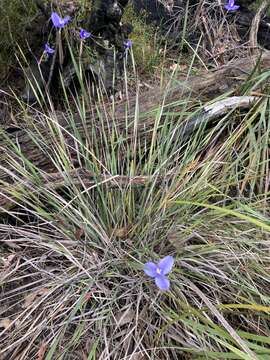 Imagem de Patersonia umbrosa var. umbrosa