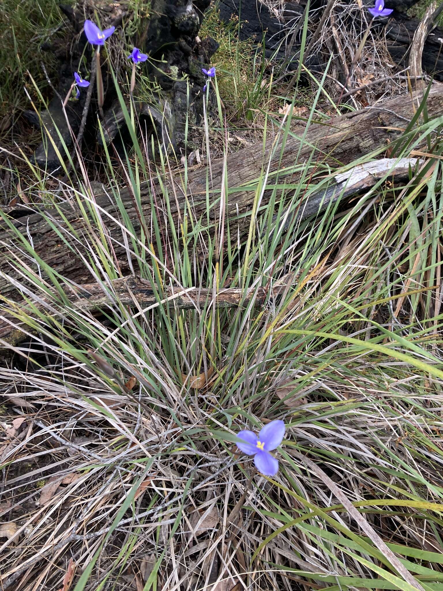 Image of Patersonia umbrosa var. umbrosa