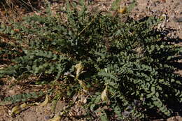 صورة Astragalus beckwithii var. purpureus M. E. Jones