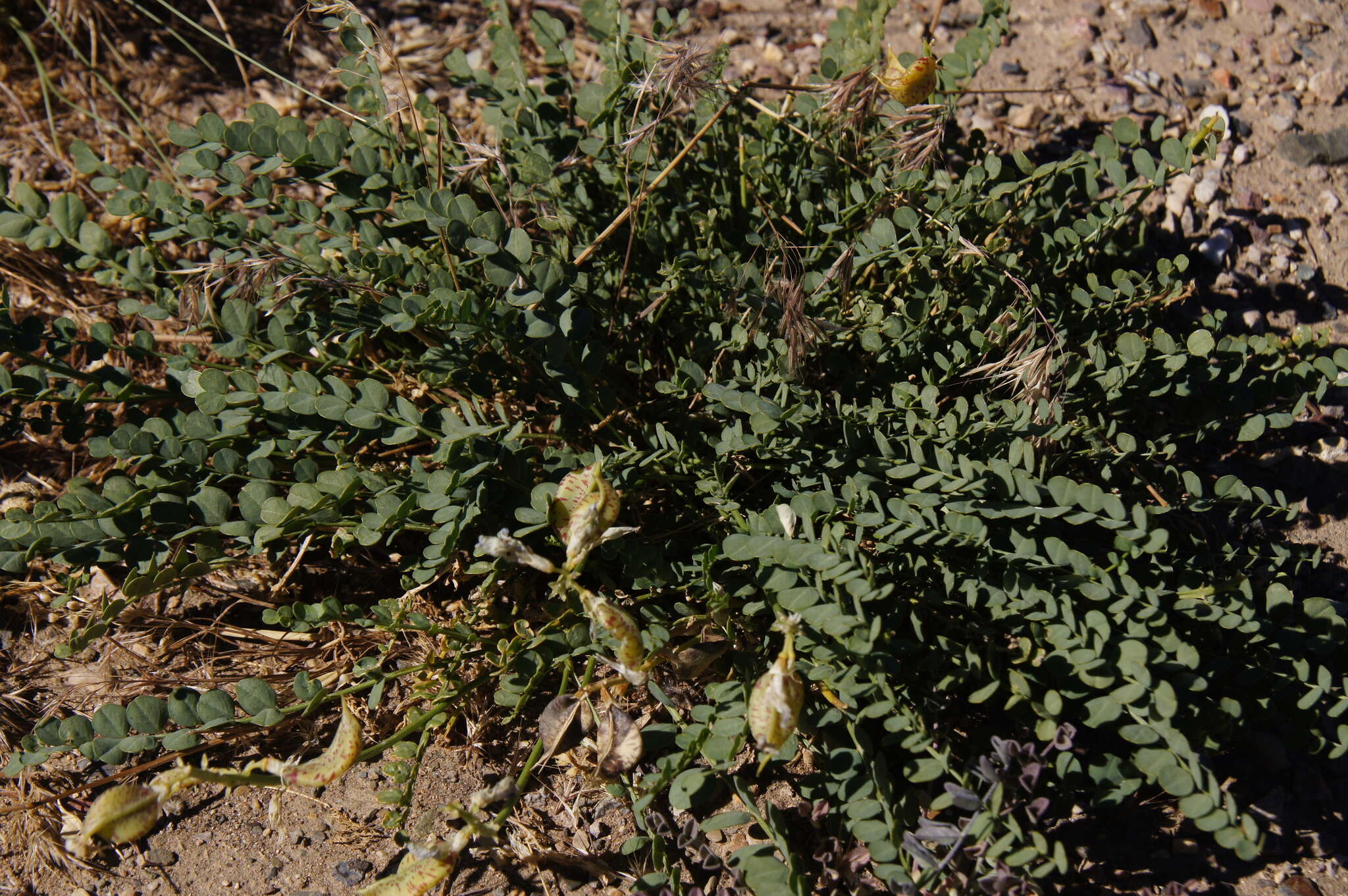 Imagem de Astragalus beckwithii var. purpureus M. E. Jones