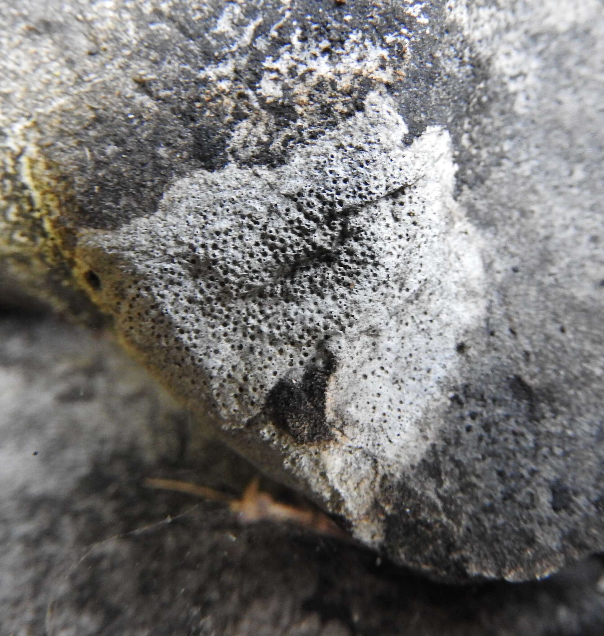 Image of wart lichen