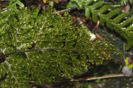 صورة Hymenophyllum scabrum A. Rich.