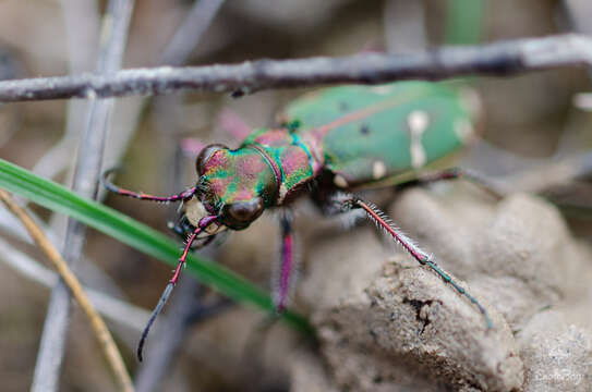 Image of Cicindela (Cicindela) maroccana pseudomaroccana Roeschke 1891