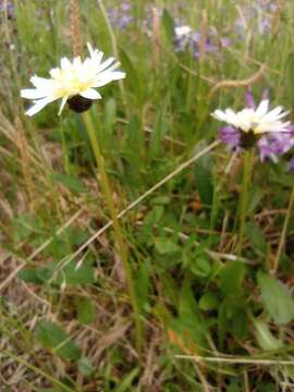 Image of Taraxacum arcticum (Trautv.) Dahlst.