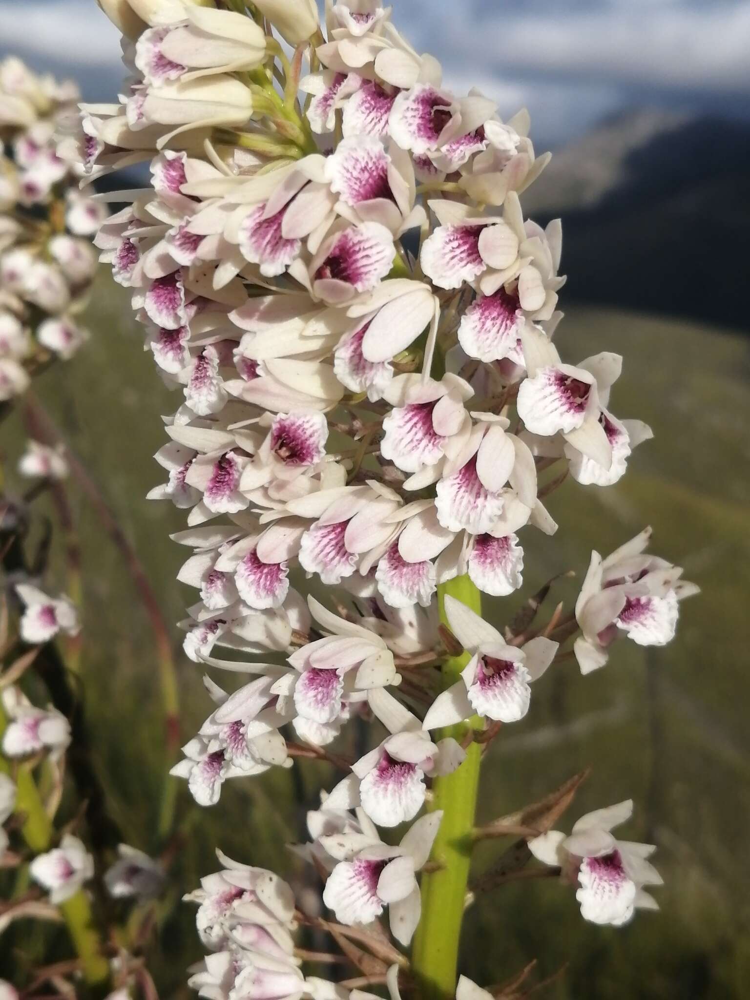 Acrolophia lunata (Schltr.) Schltr. & Bolus的圖片