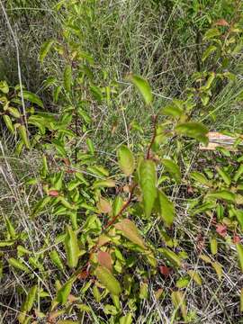 Image of creek plum