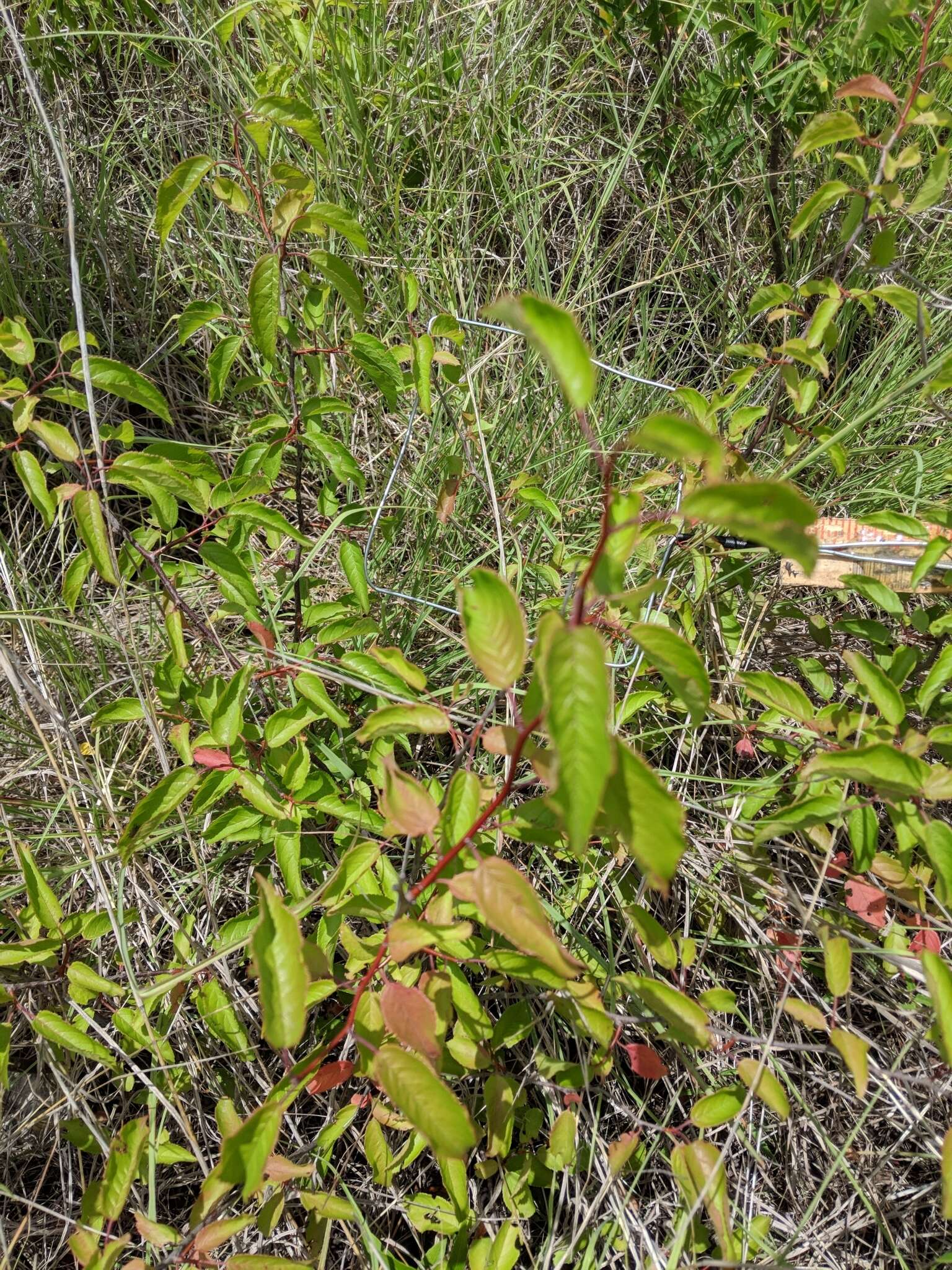 Imagem de Prunus rivularis Scheele