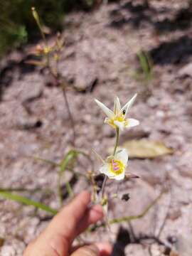 Image of <i>Calochortus ownbeyi</i>